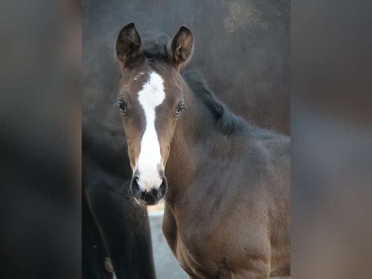 Trakehner Hengst 1 Jaar 168 cm Donkerbruin in Günzburg