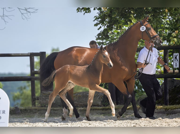 Trakehner Hengst 1 Jaar 168 cm Donkerbruin in Alzenau