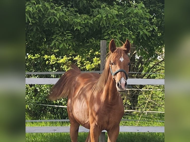 Trakehner Hengst 1 Jaar 168 cm in Reisenberg