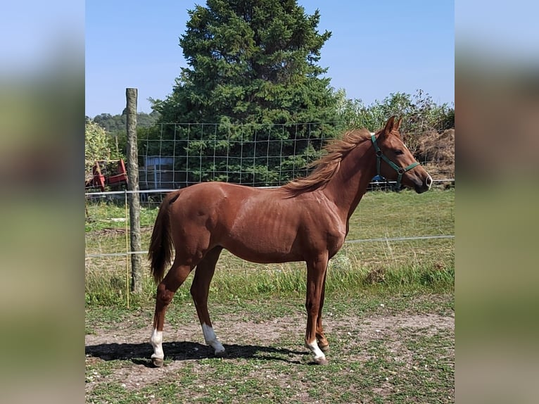 Trakehner Hengst 1 Jaar 168 cm in Reisenberg
