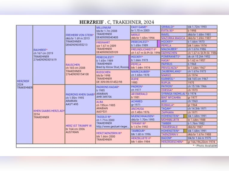 Trakehner Hengst 1 Jaar 168 cm in Reisenberg