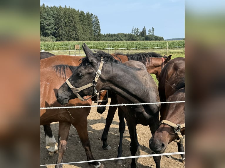 Trakehner Hengst 1 Jaar 168 cm kan schimmel zijn in Denklingen