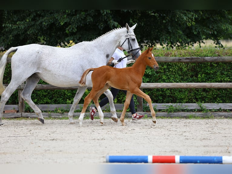 Trakehner Hengst 1 Jaar 168 cm Vos in Plessa