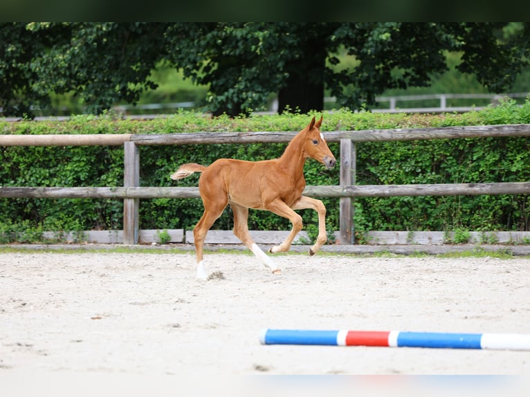 Trakehner Hengst 1 Jaar 168 cm Vos in Plessa