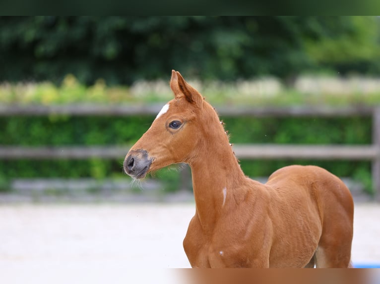 Trakehner Hengst 1 Jaar 168 cm Vos in Plessa