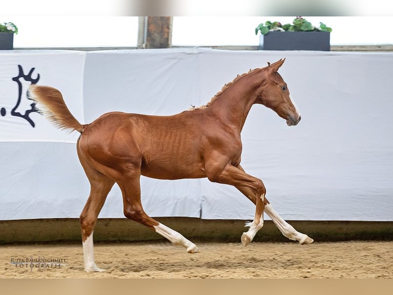 Trakehner Hengst 1 Jaar 168 cm Vos in Abtsgmünd