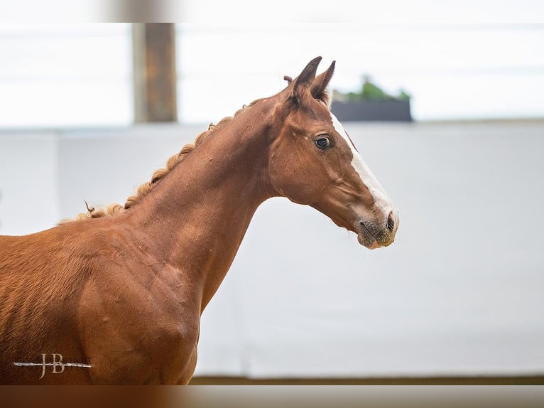 Trakehner Hengst 1 Jaar 168 cm Vos in Abtsgmünd