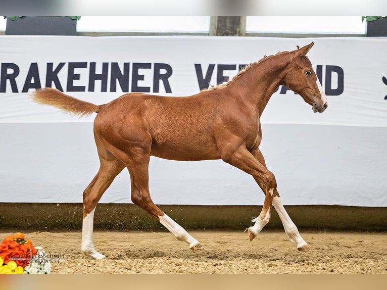 Trakehner Hengst 1 Jaar 168 cm Vos in Abtsgmünd