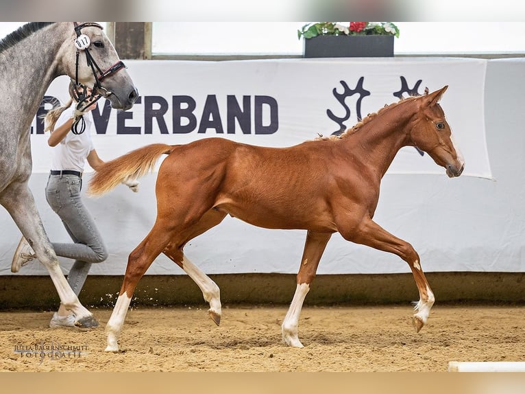 Trakehner Hengst 1 Jaar 168 cm Vos in Abtsgmünd