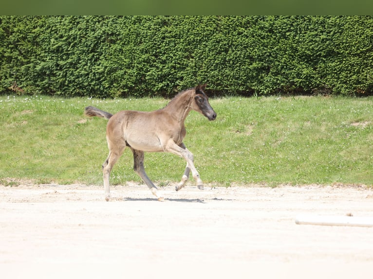 Trakehner Hengst 1 Jaar 168 cm Zwart in Wolfhagen