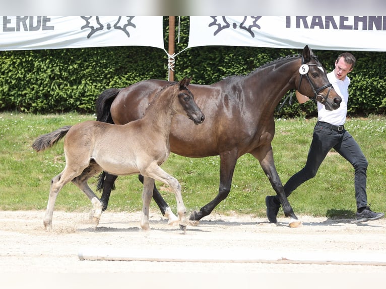 Trakehner Hengst 1 Jaar 168 cm Zwart in Wolfhagen