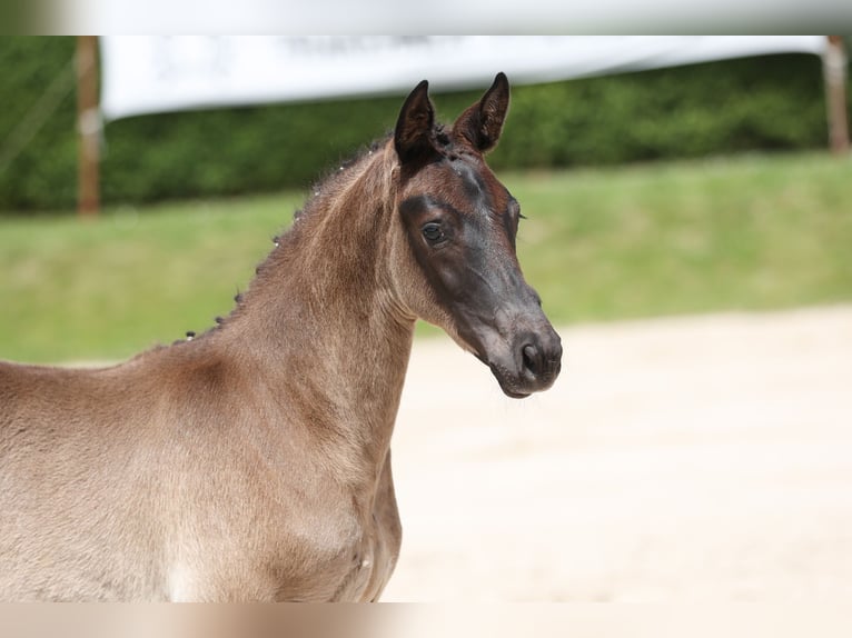 Trakehner Hengst 1 Jaar 168 cm Zwart in Wolfhagen