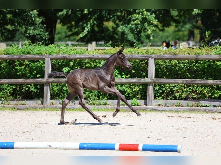 Trakehner Hengst 1 Jaar 168 cm Zwart in Zeischa