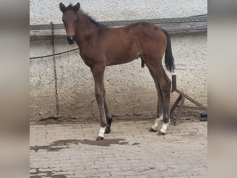 Trakehner Hengst 1 Jaar 169 cm Bruin in Adelsried