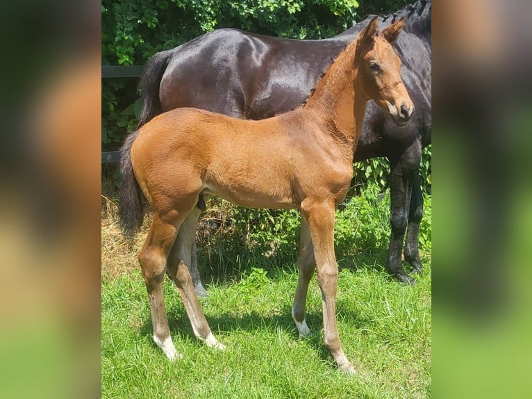 Trakehner Hengst 1 Jaar 169 cm Bruin in Adelsried