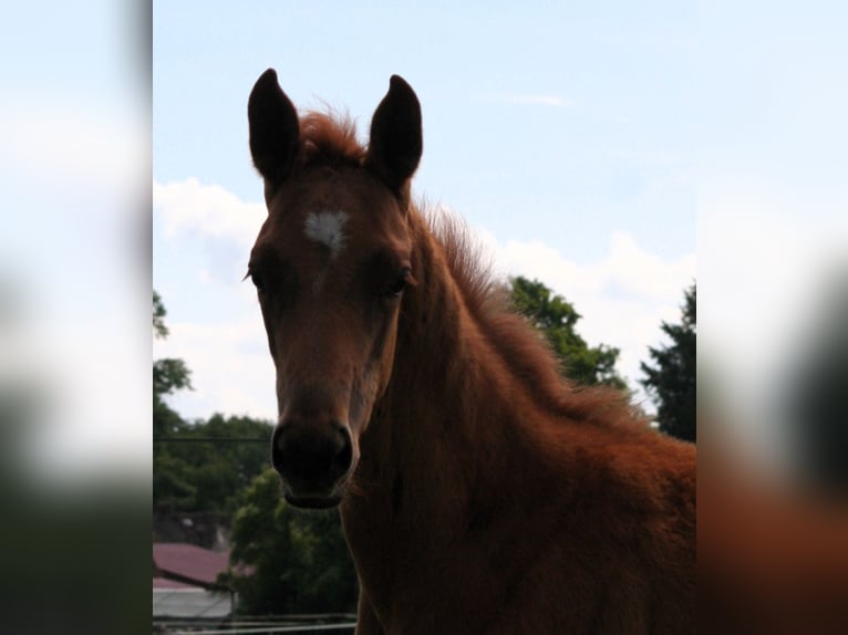 Trakehner Hengst 1 Jaar 169 cm Vos in Sperenberg