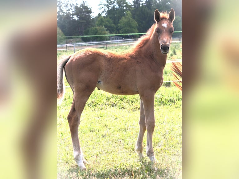Trakehner Hengst 1 Jaar 169 cm Vos in Sperenberg