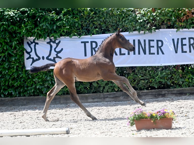 Trakehner Hengst 1 Jaar 170 cm Bruin in Lüdinghausen