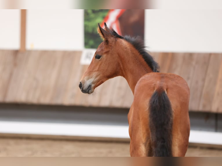 Trakehner Hengst 1 Jaar 170 cm Bruin in Gotha