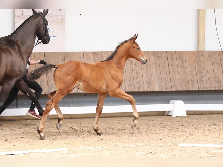 Trakehner Hengst 1 Jaar 170 cm Bruin in Gotha