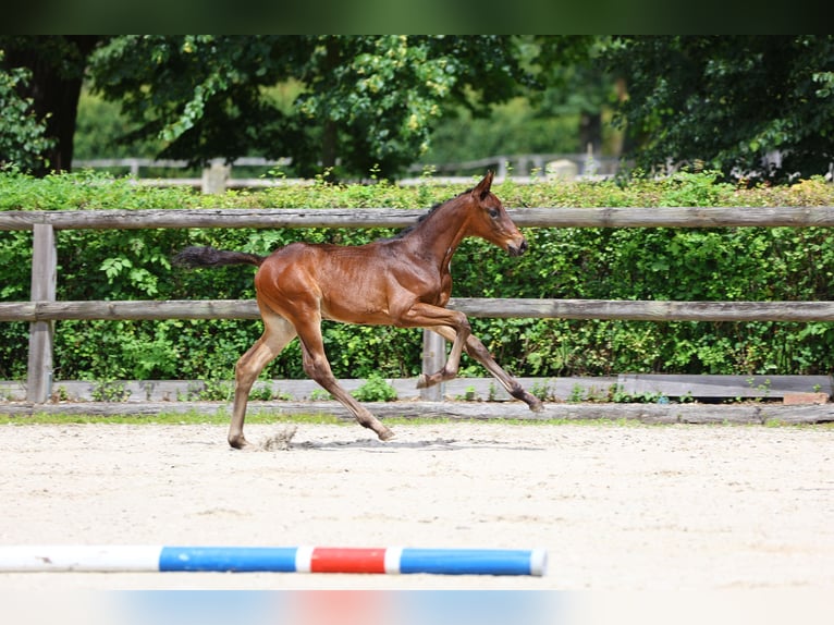 Trakehner Hengst 1 Jaar 170 cm Donkerbruin in Sperenberg