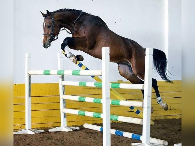 Trakehner Hengst 1 Jaar 170 cm Donkerbruin in Ruila