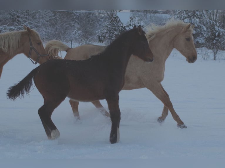 Trakehner Hengst 1 Jaar 170 cm Donkerbruin in Ruila