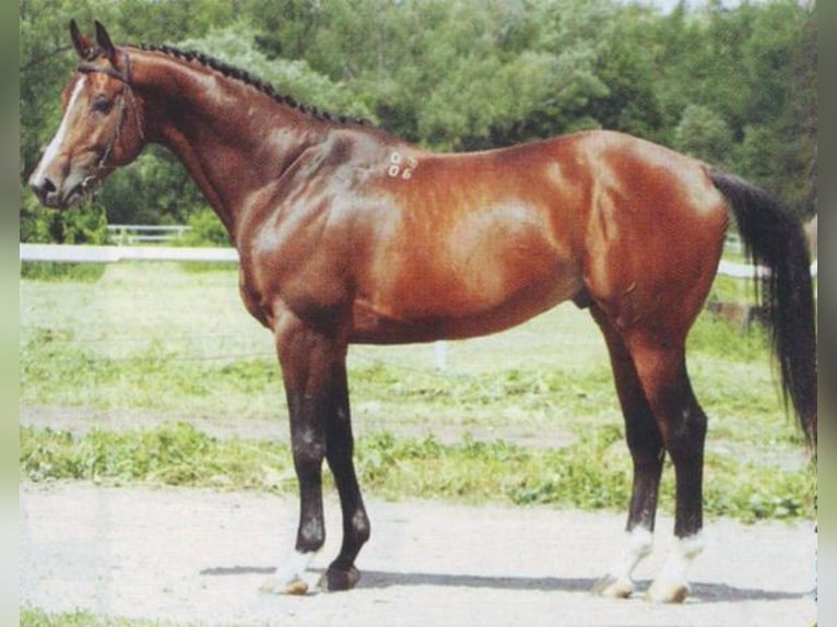 Trakehner Hengst 1 Jaar 170 cm Donkerbruin in Ruila