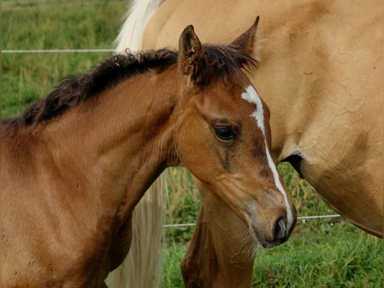 Trakehner Hengst 1 Jaar 170 cm Donkerbruin in Ruila