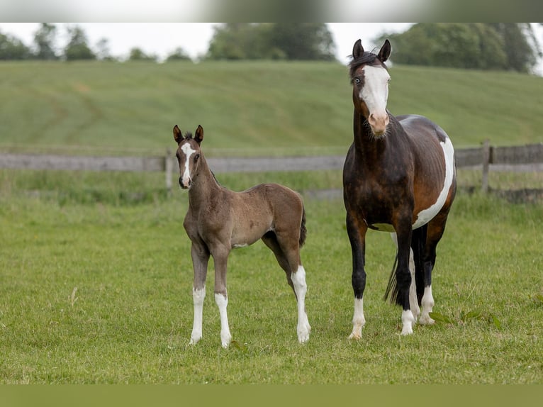 Trakehner Hengst 1 Jaar 170 cm in Wiesbaum