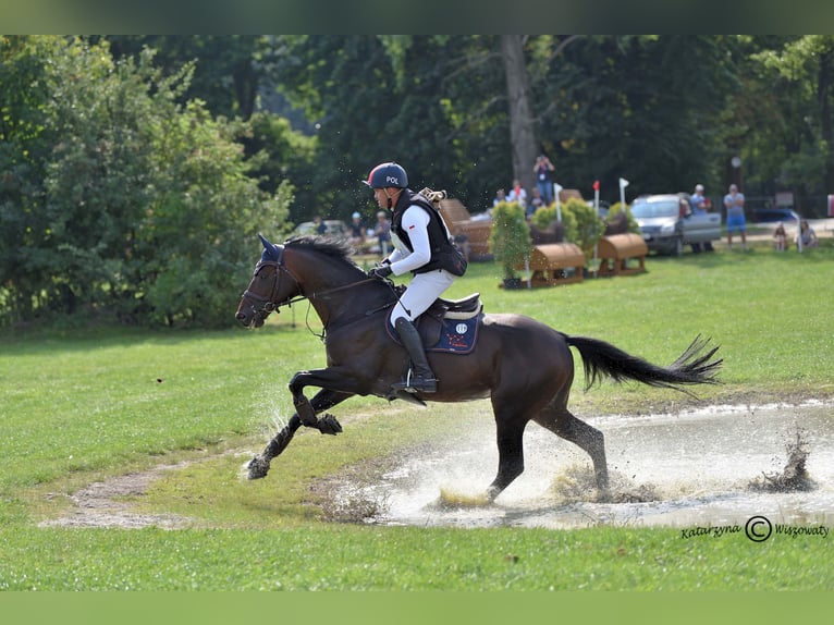Trakehner Hengst 1 Jaar 170 cm Schimmel in Sząbruk