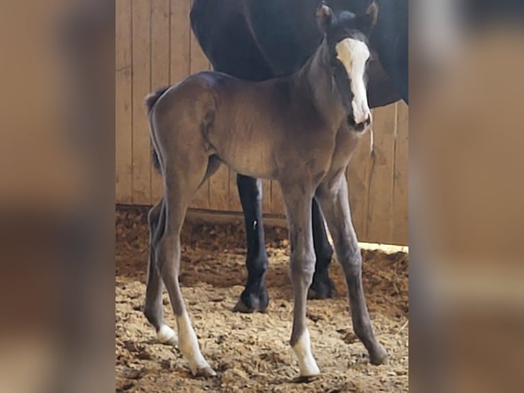 Trakehner Hengst 1 Jaar 170 cm Zwart in Adelsried