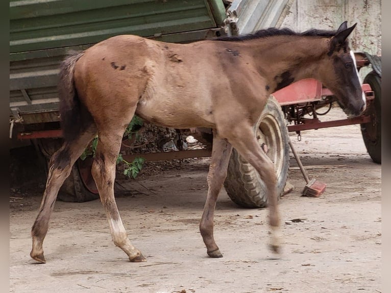 Trakehner Hengst 1 Jaar 170 cm Zwart in Adelsried