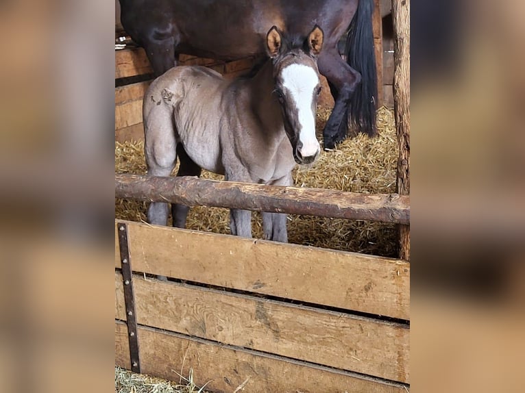 Trakehner Hengst 1 Jaar 170 cm Zwart in Adelsried