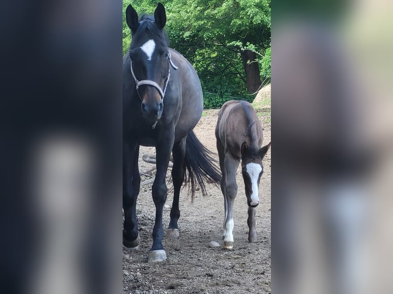 Trakehner Hengst 1 Jaar 170 cm Zwart in Adelsried