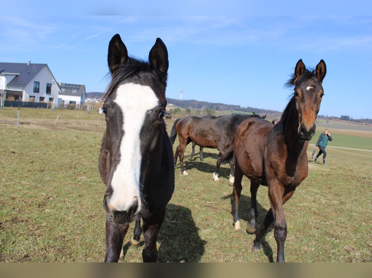 Trakehner Hengst 1 Jaar 170 cm Zwart in Adelsried