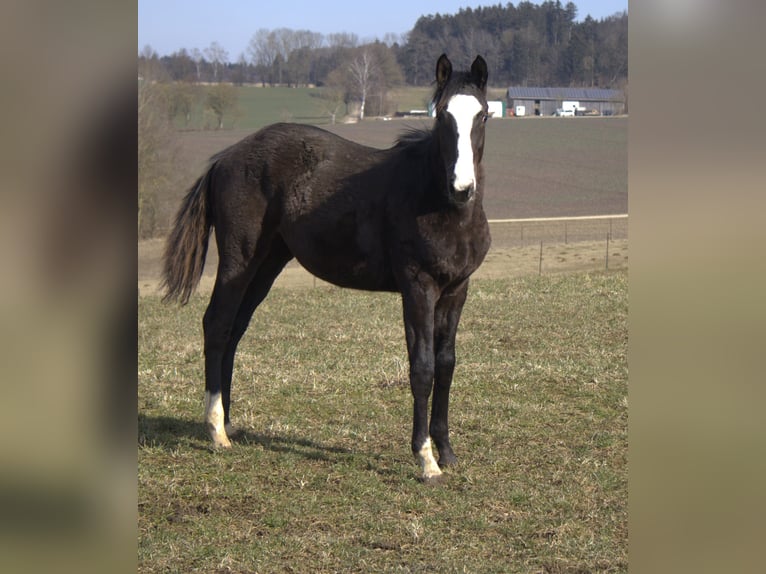 Trakehner Hengst 1 Jaar 170 cm Zwart in Adelsried