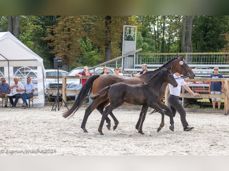 Trakehner Hengst 1 Jaar 170 cm Zwartbruin in Hilden