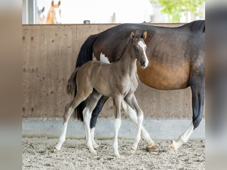 Trakehner Hengst 1 Jaar 170 cm Zwartbruin in Wiesbaum