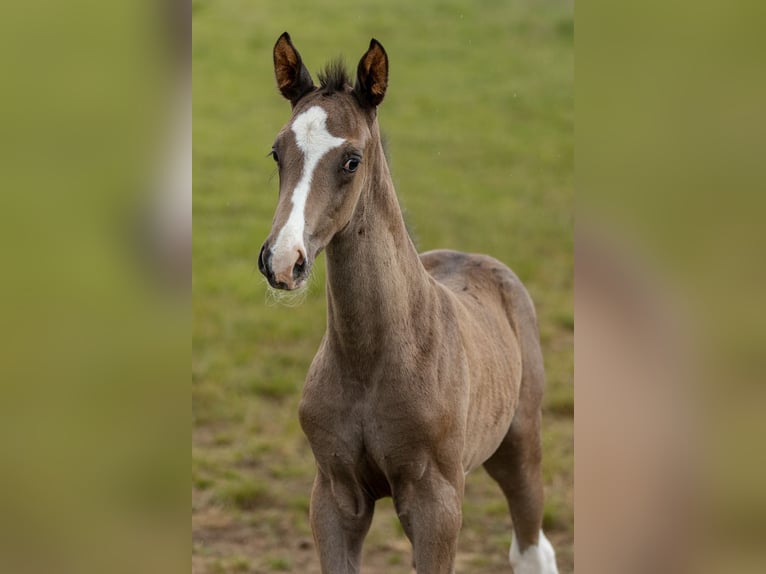 Trakehner Hengst 1 Jaar 170 cm Zwartbruin in Wiesbaum