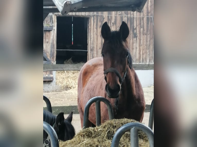 Trakehner Hengst 1 Jaar 172 cm Bruin in Harsefeld