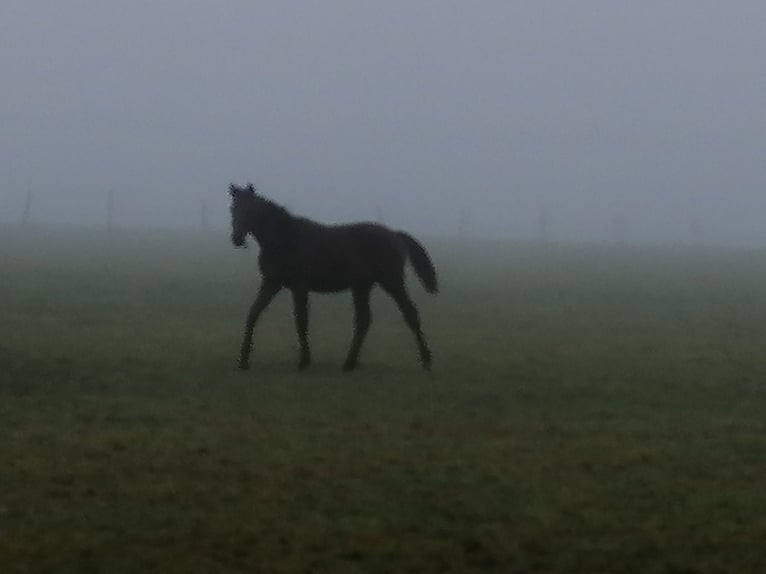 Trakehner Hengst 1 Jaar 172 cm Bruin in Harsefeld