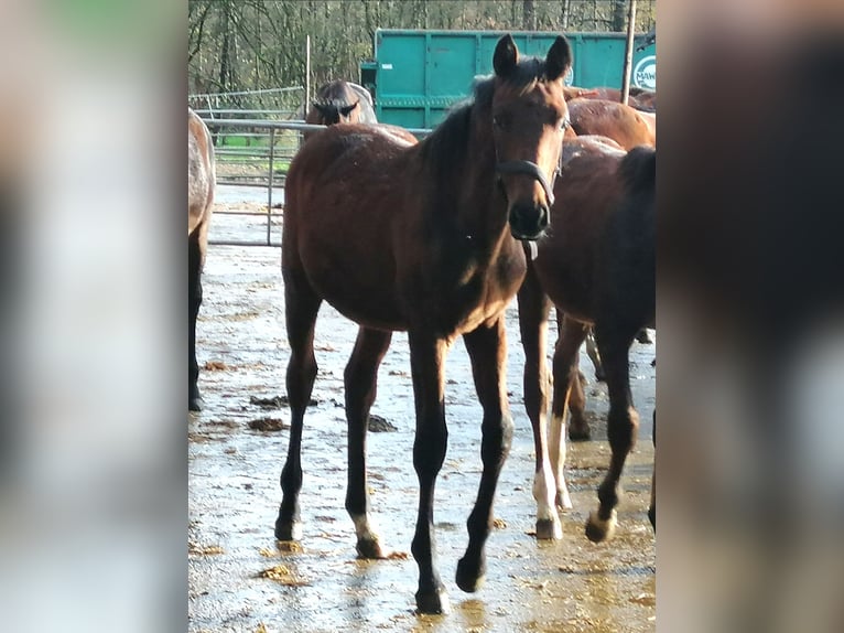 Trakehner Hengst 1 Jaar 172 cm Bruin in Harsefeld