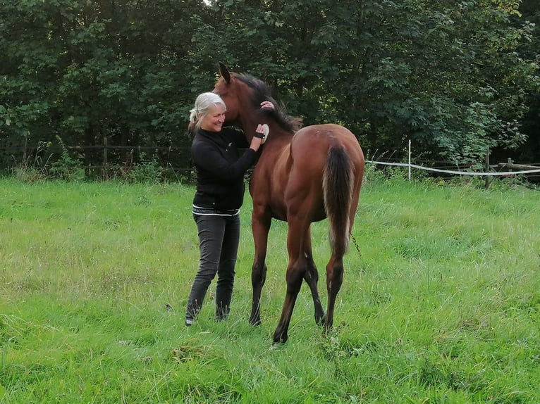 Trakehner Hengst 1 Jaar 172 cm Bruin in Harsefeld