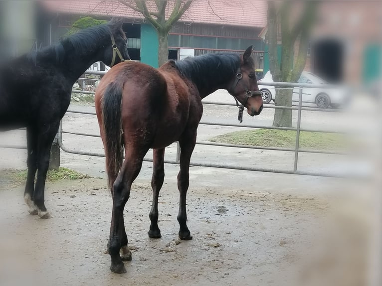 Trakehner Hengst 1 Jaar 172 cm Bruin in Harsefeld