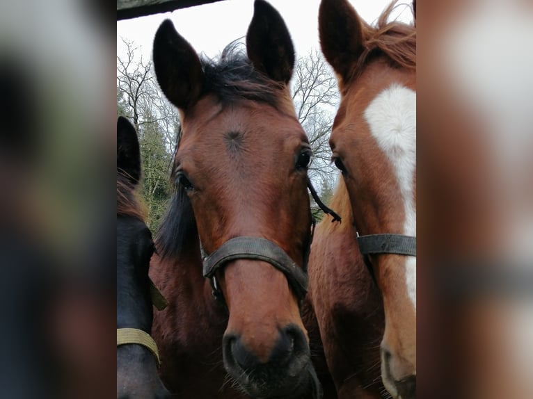 Trakehner Hengst 1 Jaar 172 cm Bruin in Harsefeld