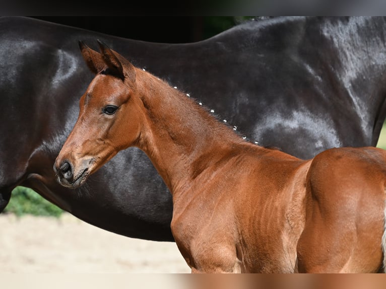 Trakehner Hengst 1 Jaar 172 cm Bruin in Harsefeld