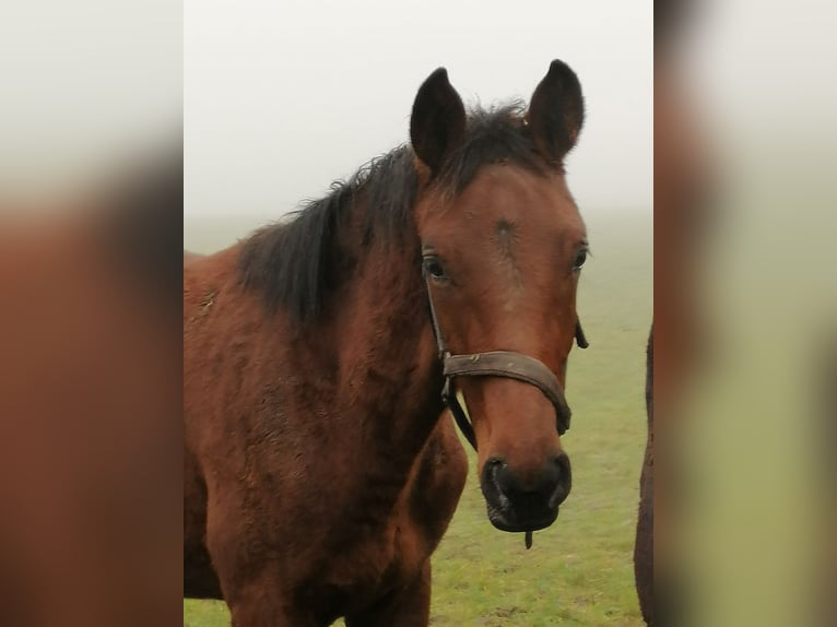 Trakehner Hengst 1 Jaar 172 cm Bruin in Harsefeld