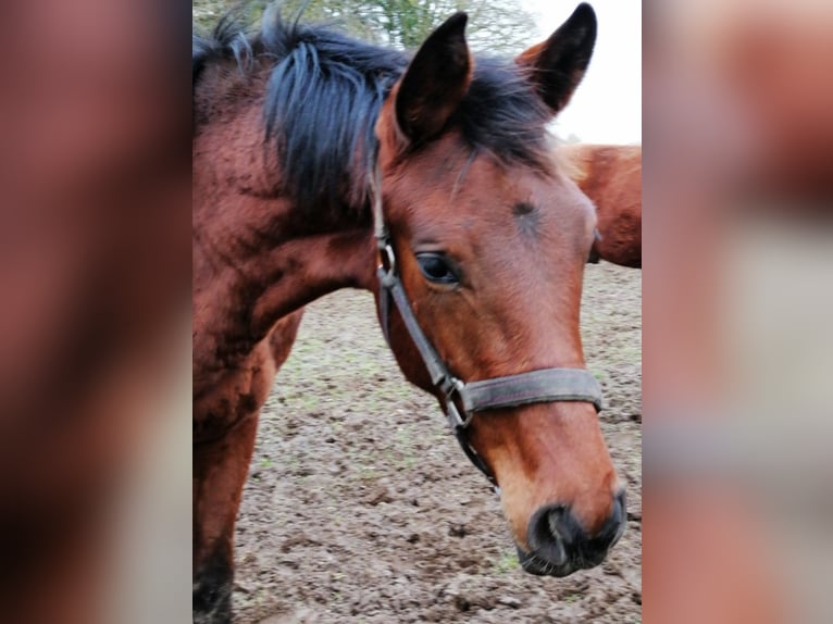 Trakehner Hengst 1 Jaar 172 cm Bruin in Harsefeld