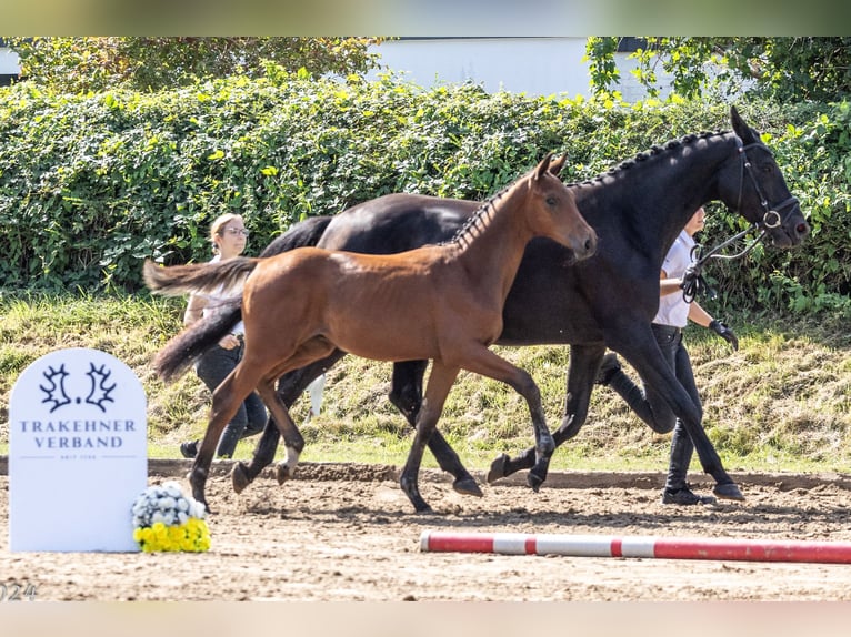 Trakehner Hengst 1 Jaar 172 cm Bruin in Harsefeld